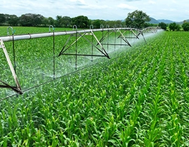 Campo con una plantación verde en fumigación